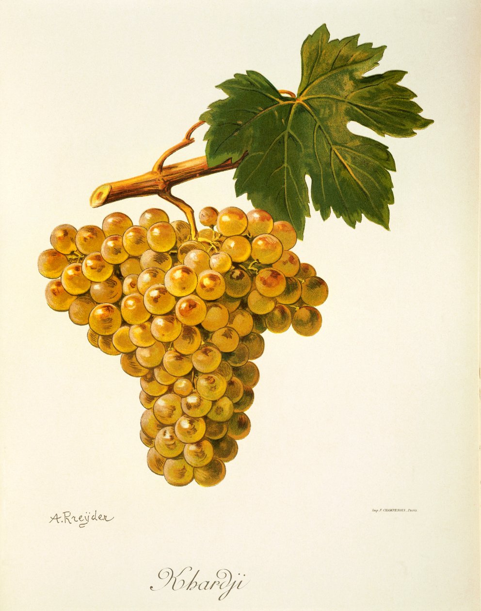 Winogrona Khardji – A. Kreyder autorstwa Alexis Kreyder