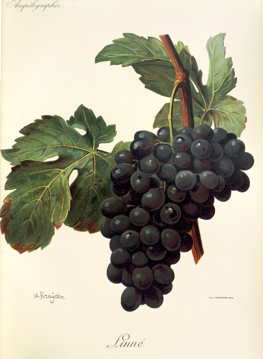 Winogrono lniane A. Kreyder autorstwa Alexis Kreyder