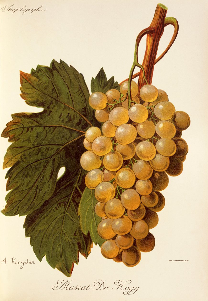 Winogrona Muscat Dr. Hogg autorstwa A. Kreyder autorstwa Alexis Kreyder