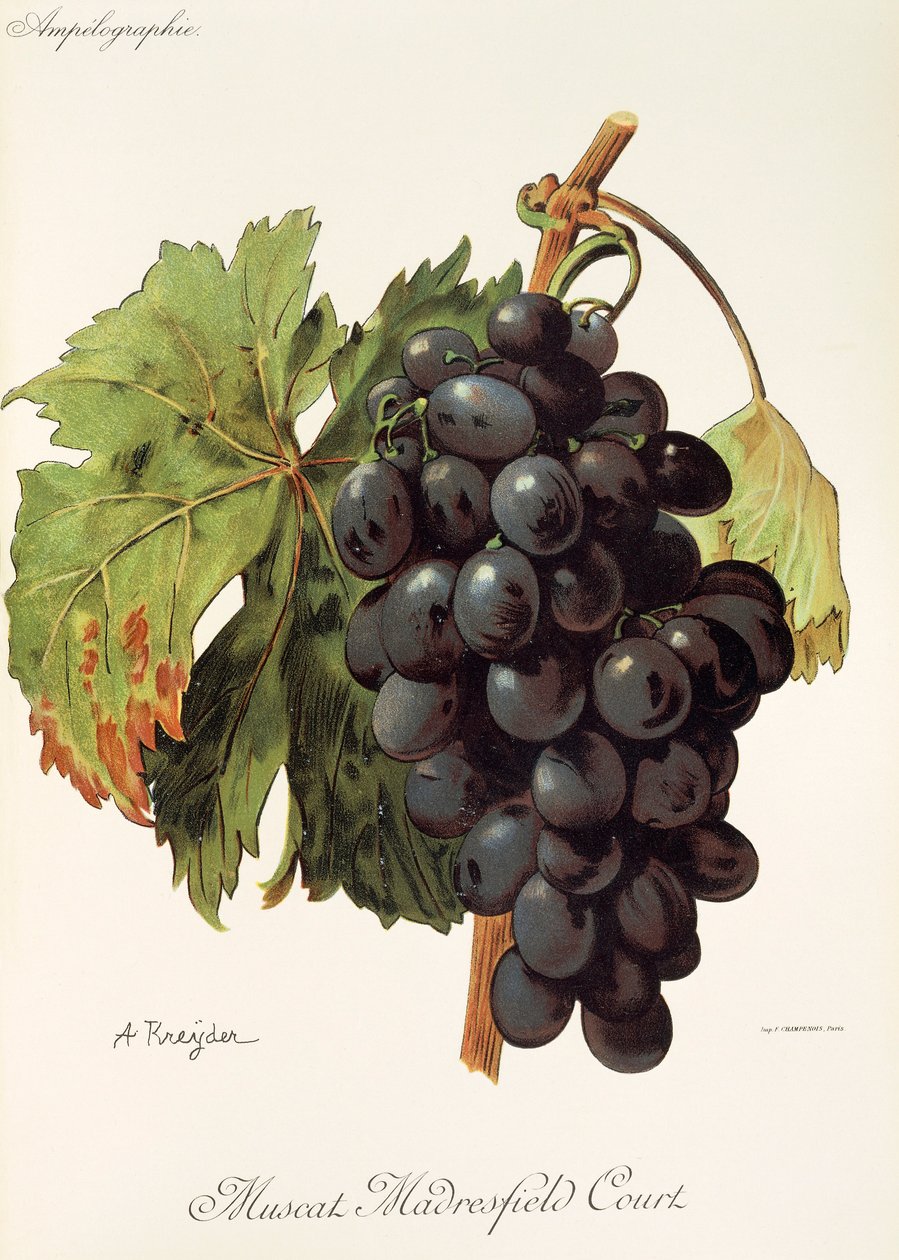 Winogrona Muscat Madrefield Court autorstwa A. Kreyder autorstwa Alexis Kreyder
