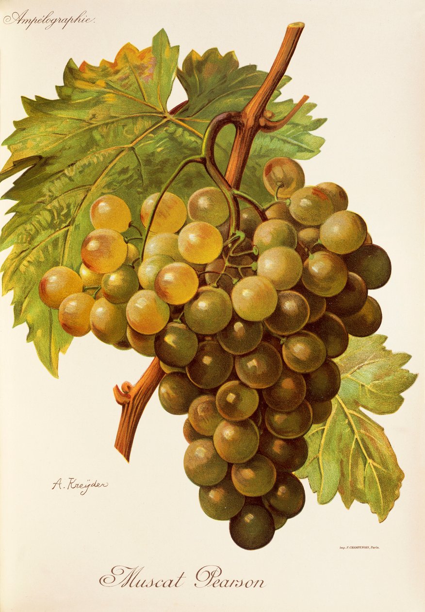 Winogrona Muscat Pearson A. Kreyder autorstwa Alexis Kreyder