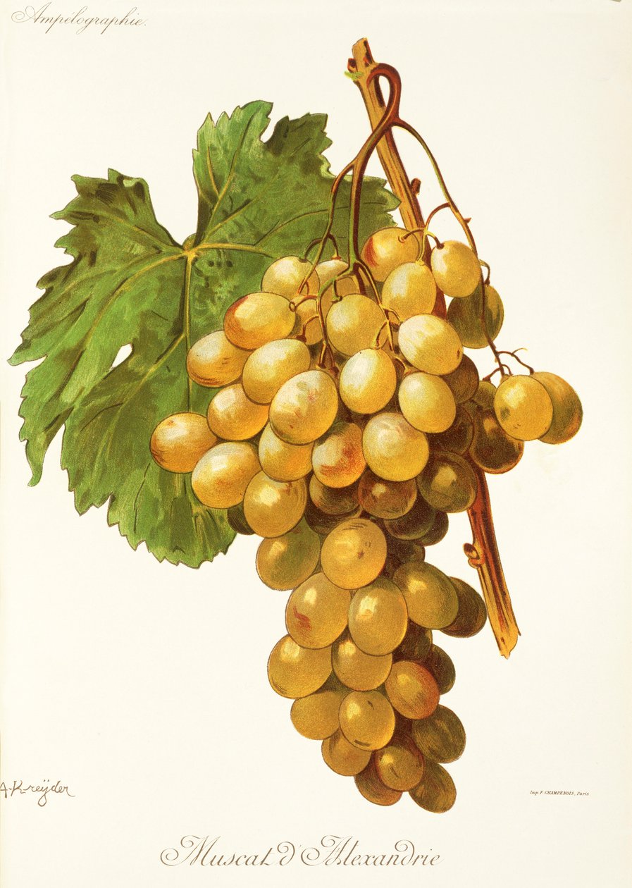 Winogrona Muscat d