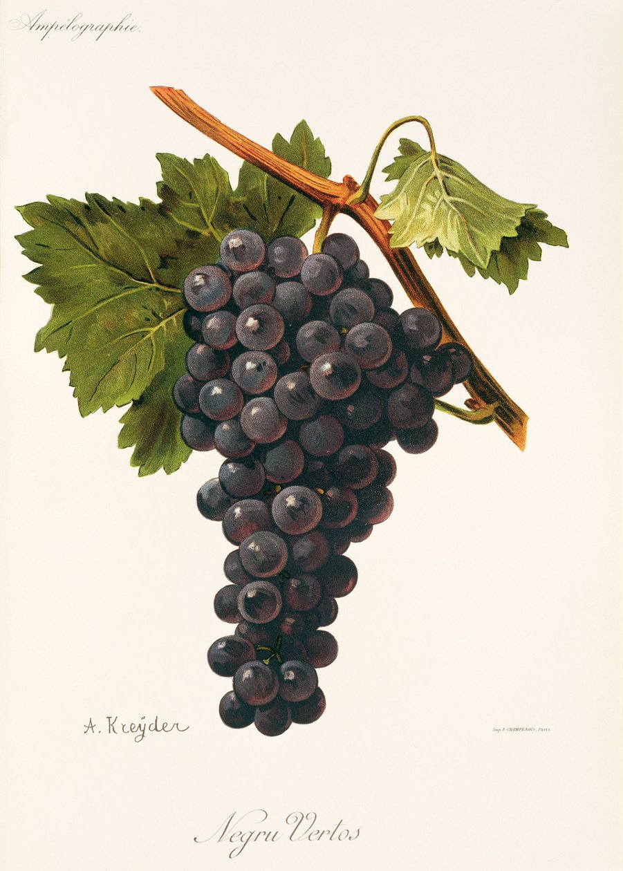 Winogrono Negru Vertos autorstwa A. Kreyder autorstwa Alexis Kreyder