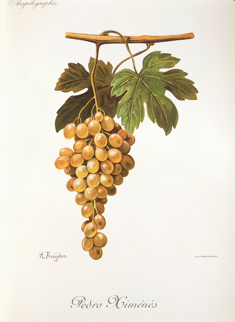 Winogrona Pedro Mimenes autorstwa A. Kreyder autorstwa Alexis Kreyder