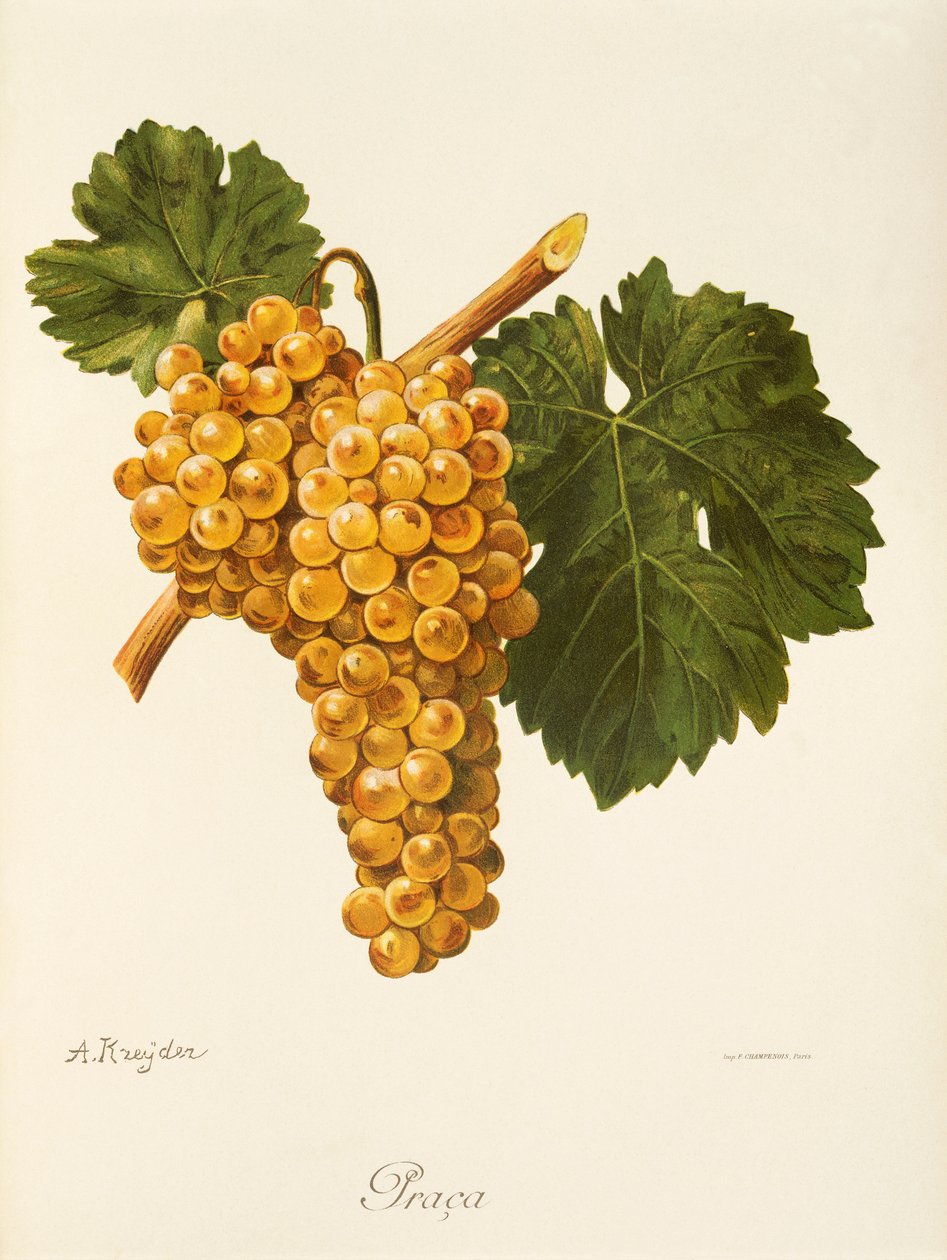 Praca grape by A. Kreyder autorstwa Alexis Kreyder
