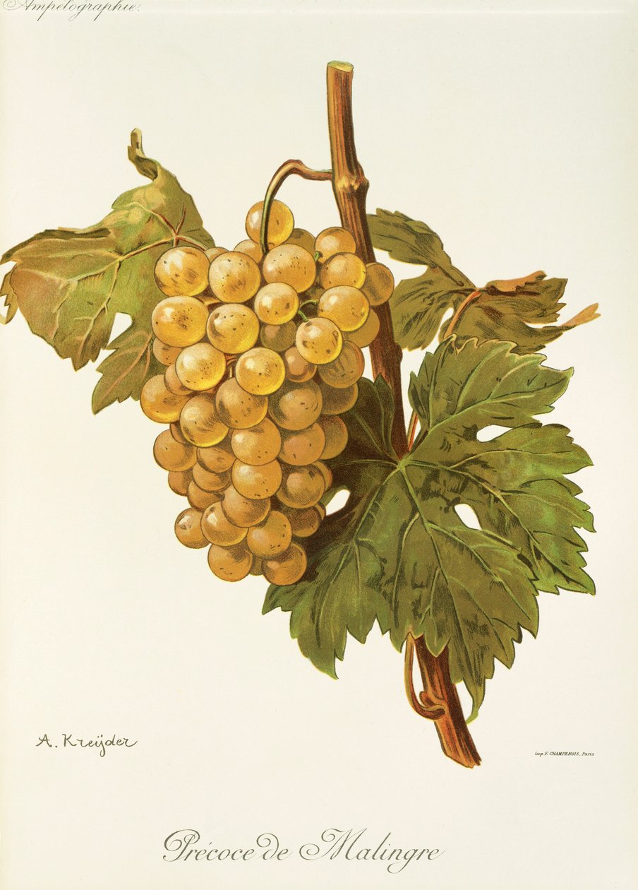 Winogrona Precoce de Malingre – A. Kreyder autorstwa Alexis Kreyder