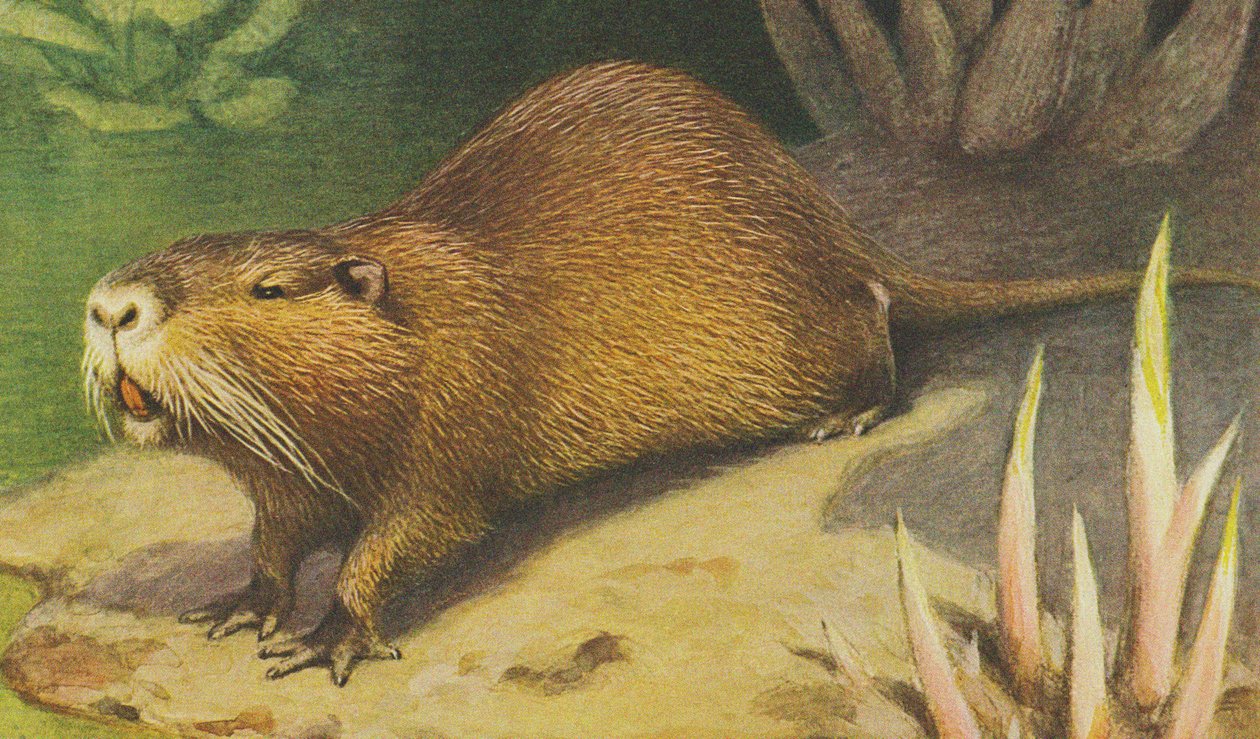 Coypu c.1900 autorstwa Alfred Brehm