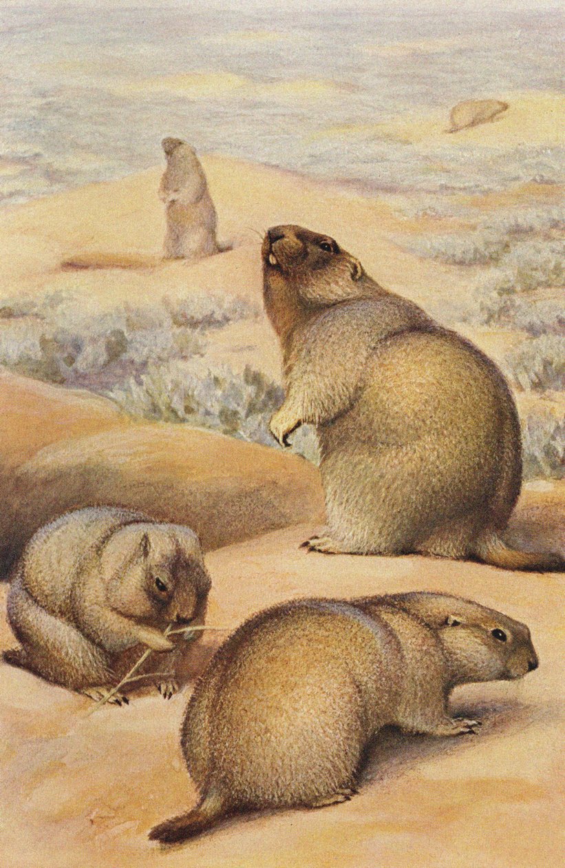 Świstaki ok. 1900 autorstwa Alfred Brehm