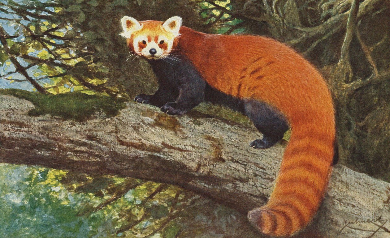 Czerwona Panda ok.1900 autorstwa Alfred Brehm