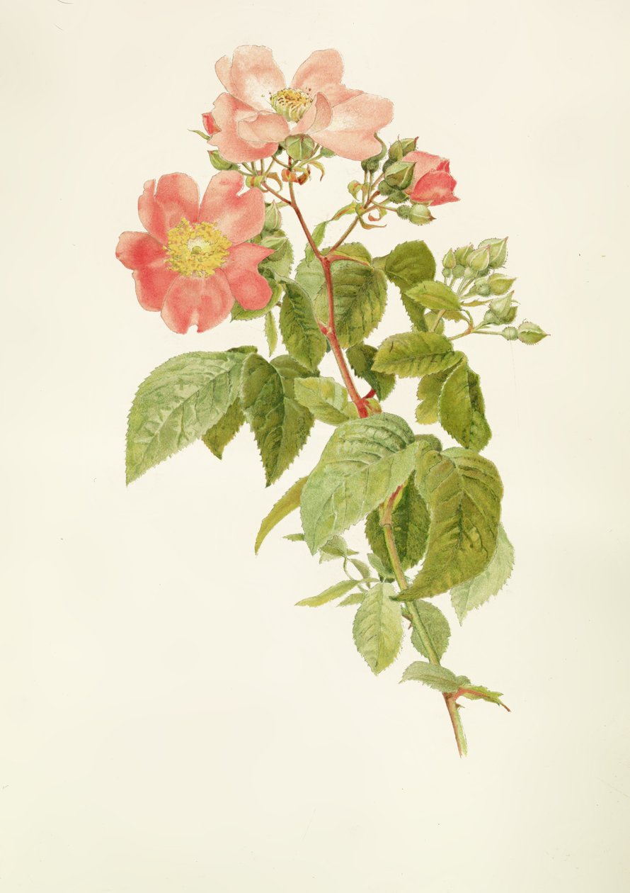 Rosa setigera (The Preirie Rose), Alfred Parsons (1847-1920) autorstwa Alfred Parsons