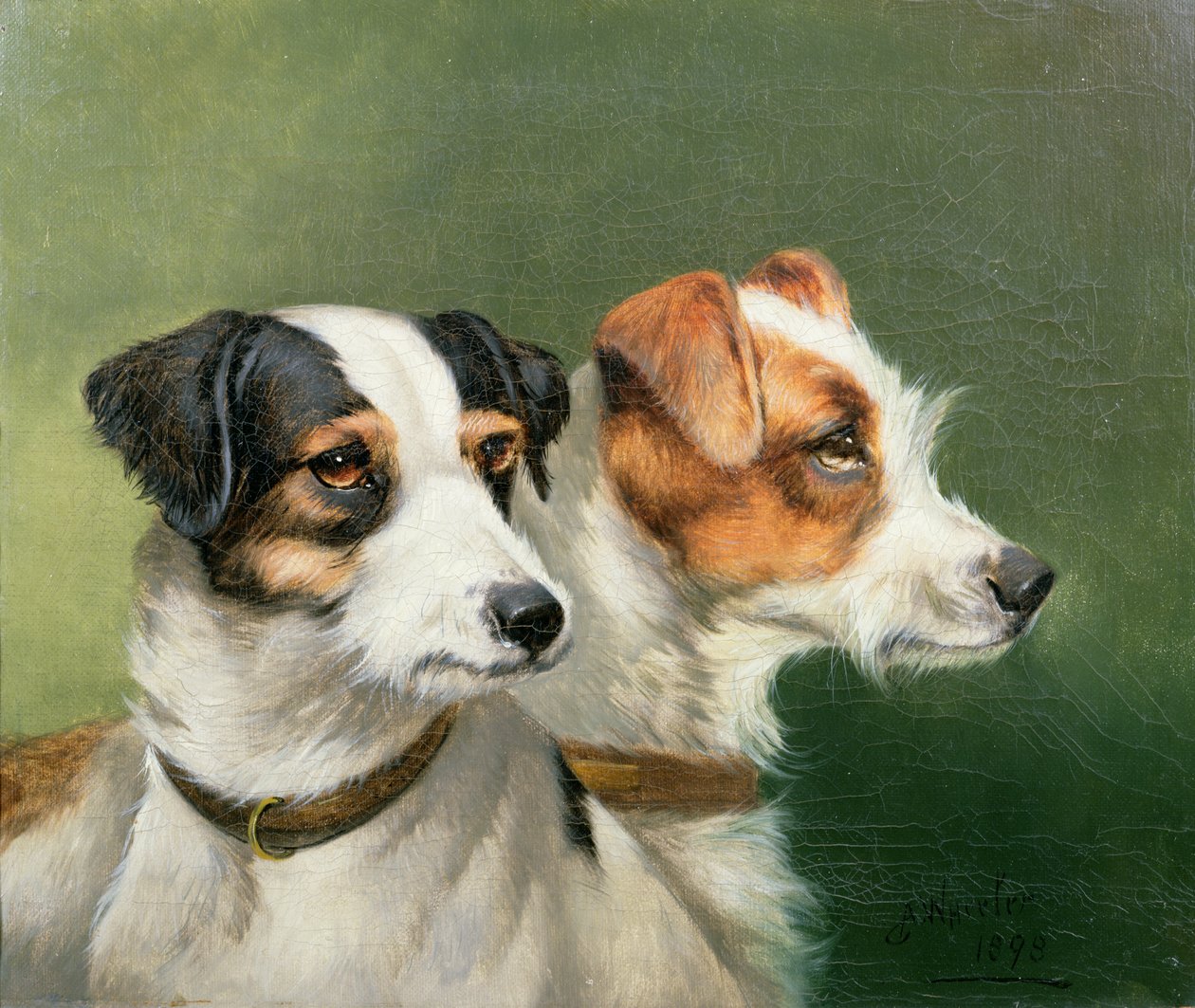 Dwa Foksteriery, 1898 autorstwa John Alfred Wheeler