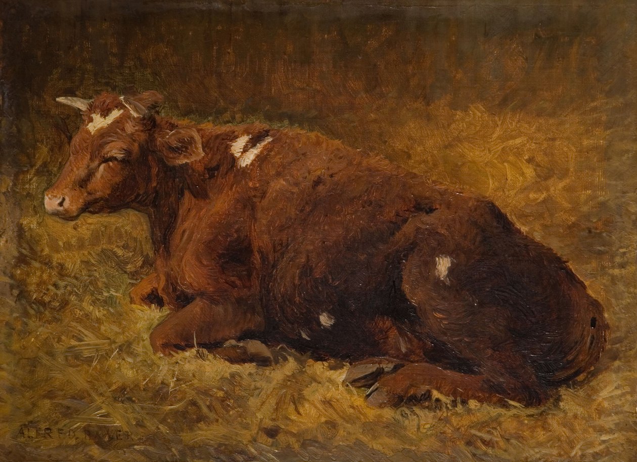 Krowa leżąca na ziemi, 1865-1872. autorstwa Alfred Baker