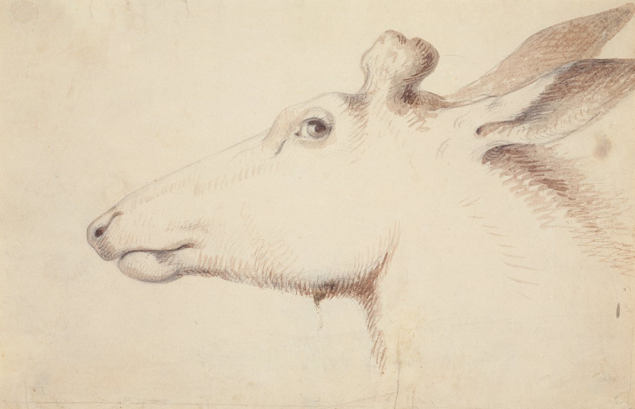 Jeleń kanadyjski. c.1837 (rysunek) autorstwa Alfred Jacob Miller