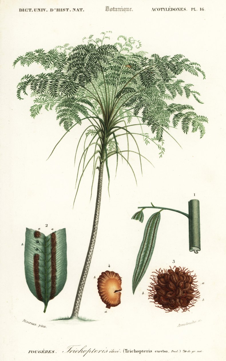 Treefern, gatunki Cyathea., 1849 (grawerowanie) autorstwa Alfred Riocreux