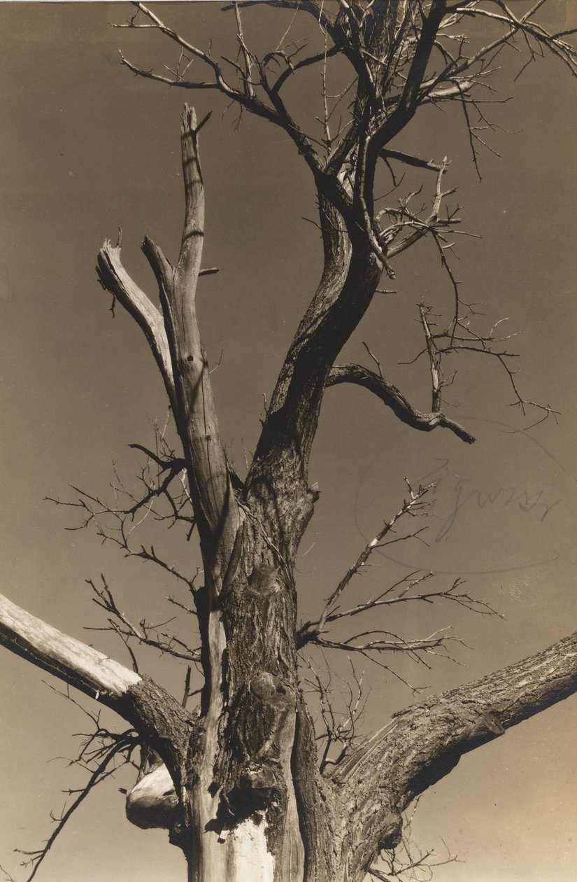 Umierający kasztanowiec (verso) autorstwa Alfred Stieglitz