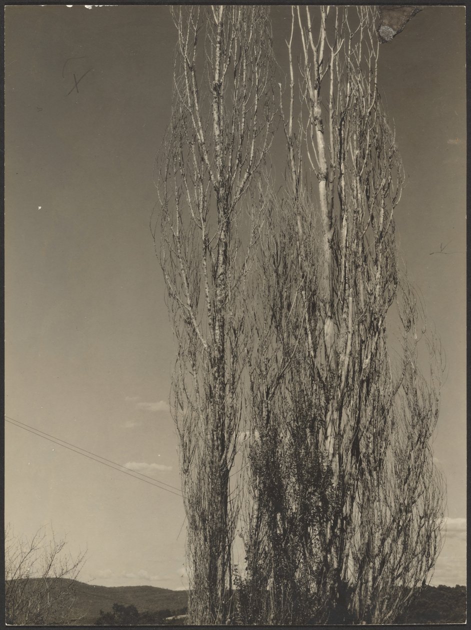 [Umierające topole, jezioro George]. autorstwa Alfred Stieglitz