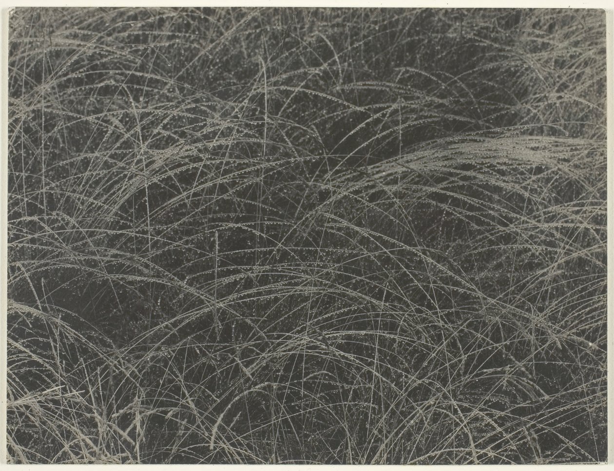 Odpowiednik, 1927. autorstwa Alfred Stieglitz