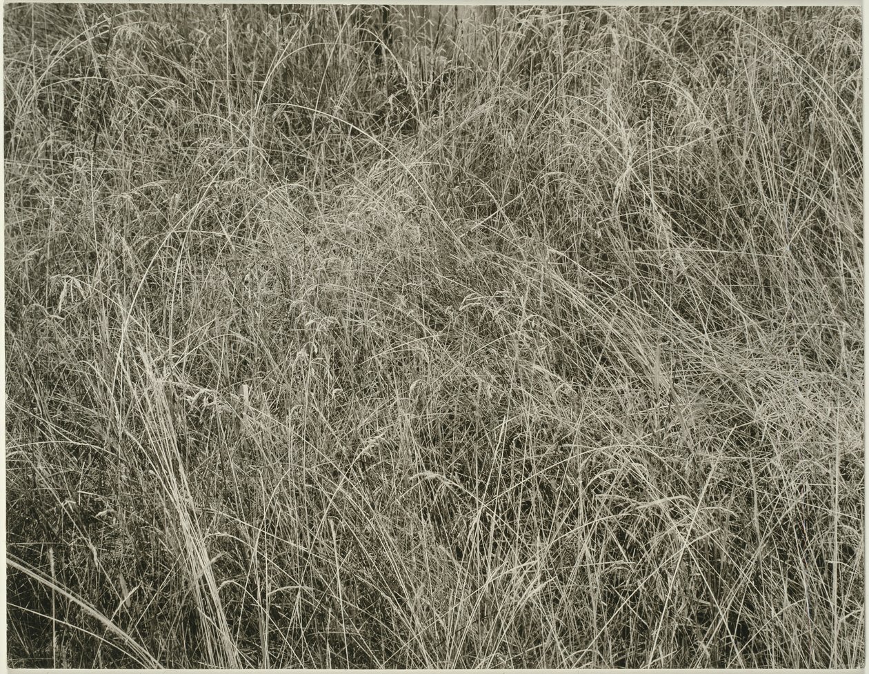 Trawa, 1933. autorstwa Alfred Stieglitz