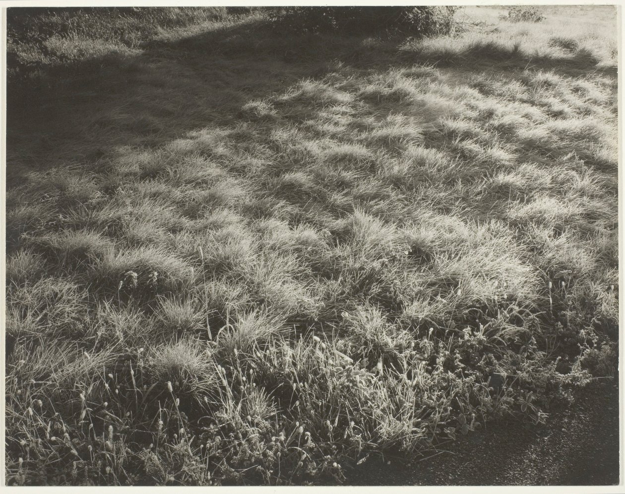 Trawa i mróz autorstwa Alfred Stieglitz