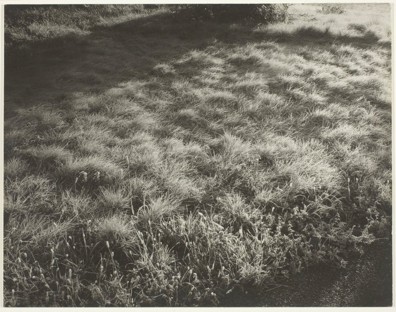 Trawa i mróz, 1934. autorstwa Alfred Stieglitz