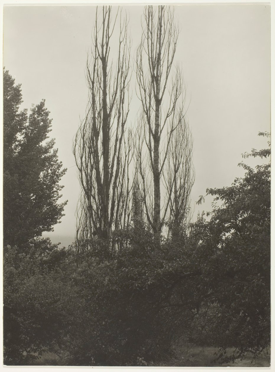 Topole - Jezioro George, 1935. autorstwa Alfred Stieglitz