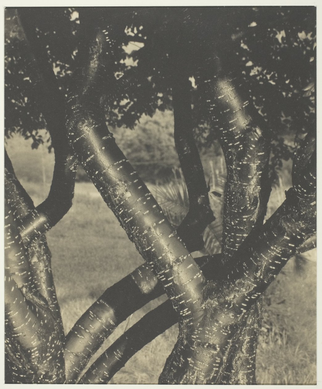 Tańczące drzewa autorstwa Alfred Stieglitz