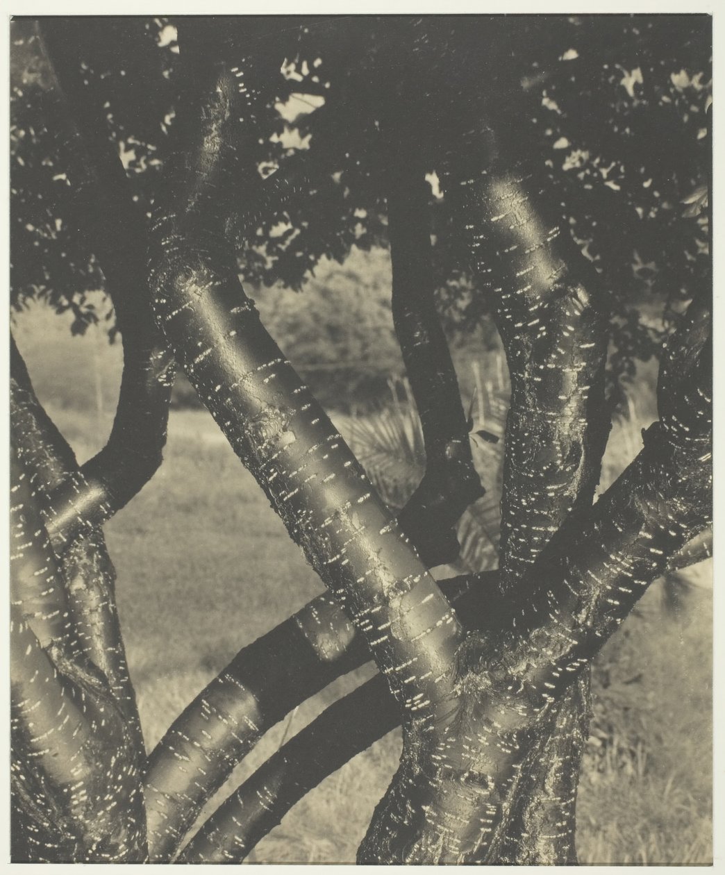 Tańczące drzewa, 1922. autorstwa Alfred Stieglitz