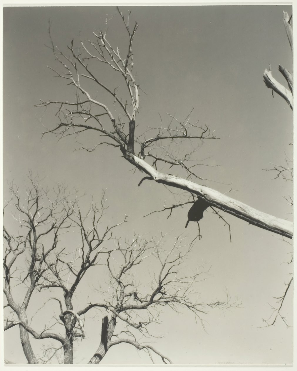 Umierający kasztan — mój nauczyciel, 1927. autorstwa Alfred Stieglitz