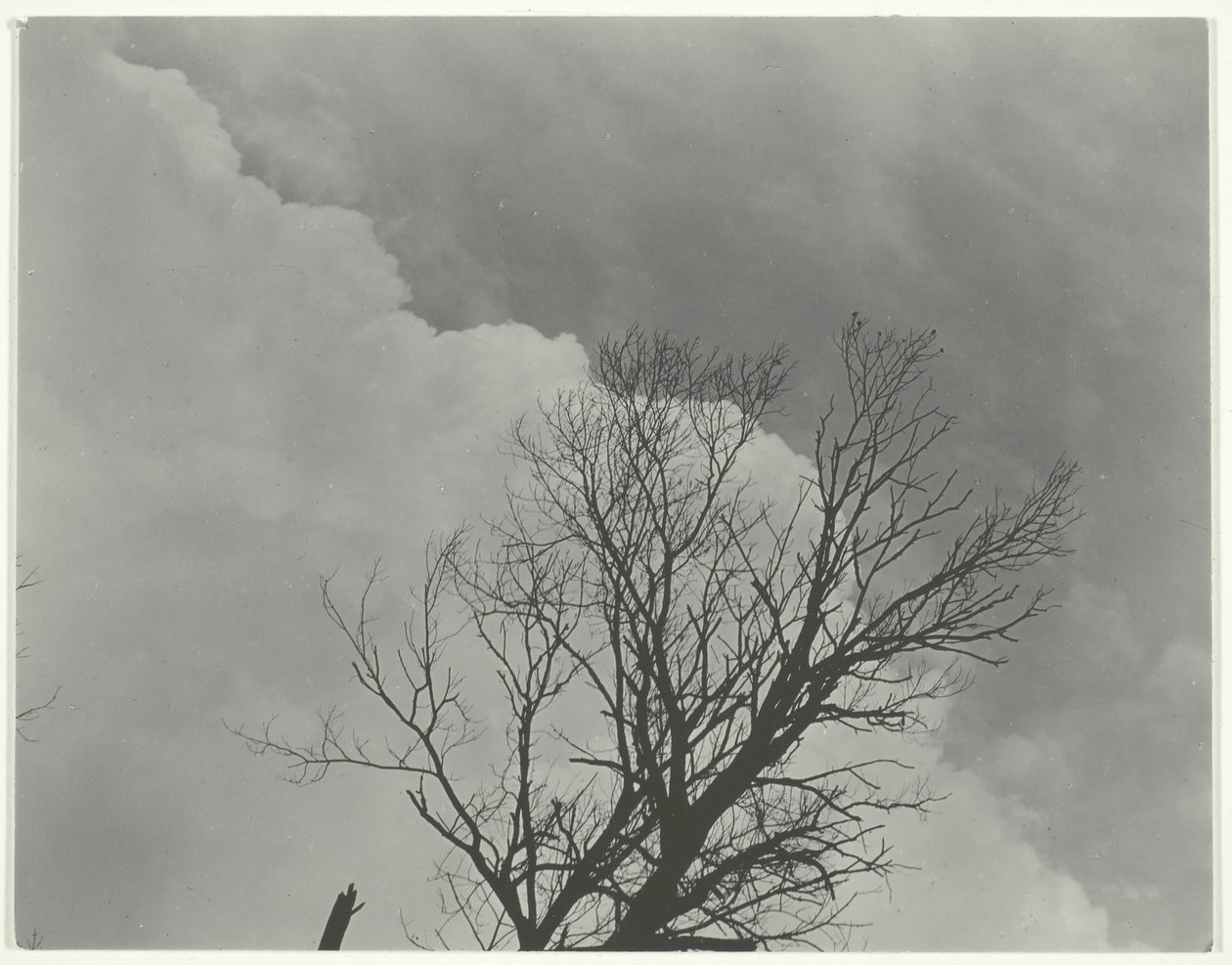 Zestaw drzew 3, ok. 1924. autorstwa Alfred Stieglitz