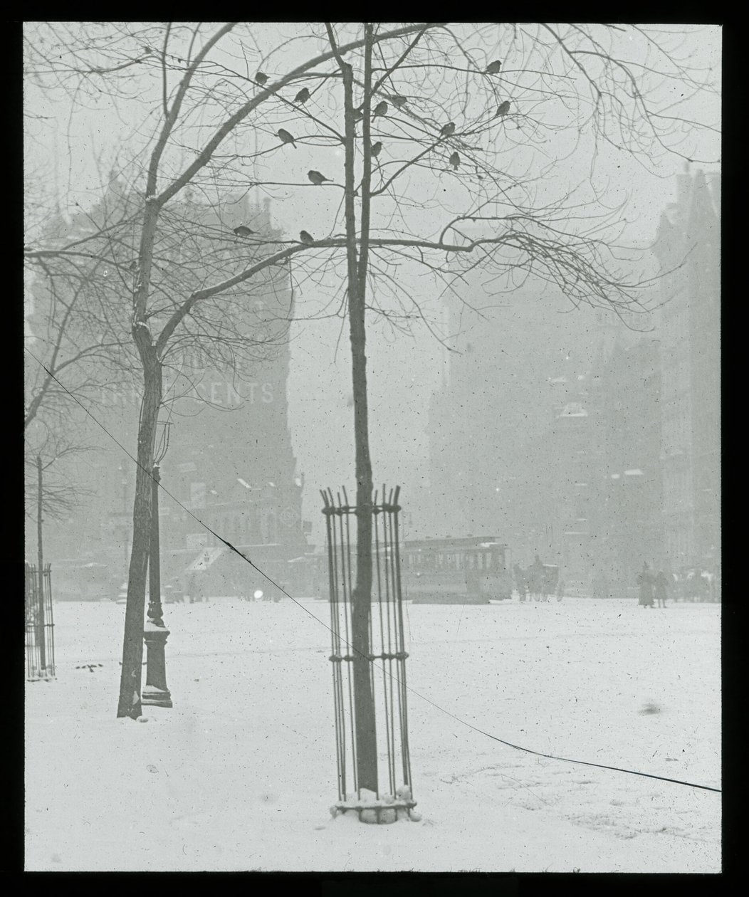 Drzewo w śniegu, Nowy Jork autorstwa Alfred Stieglitz