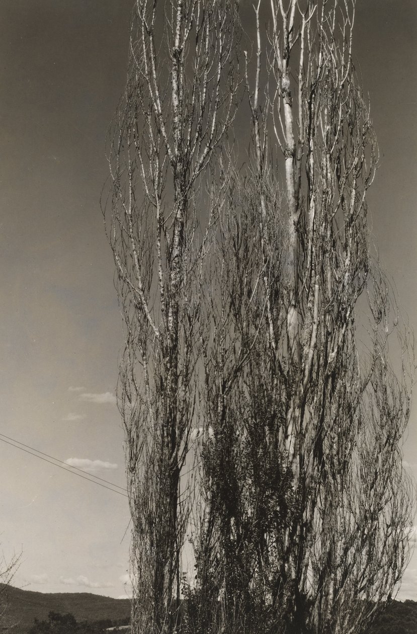 Dwie topole, Lake George (rekto) autorstwa Alfred Stieglitz
