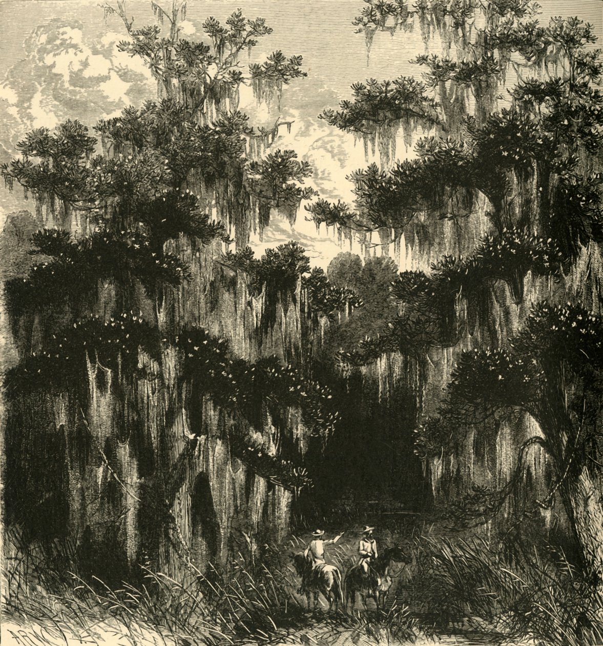 "Magnoliowe Bagno", 1872. autorstwa Alfred Rudolph Waud