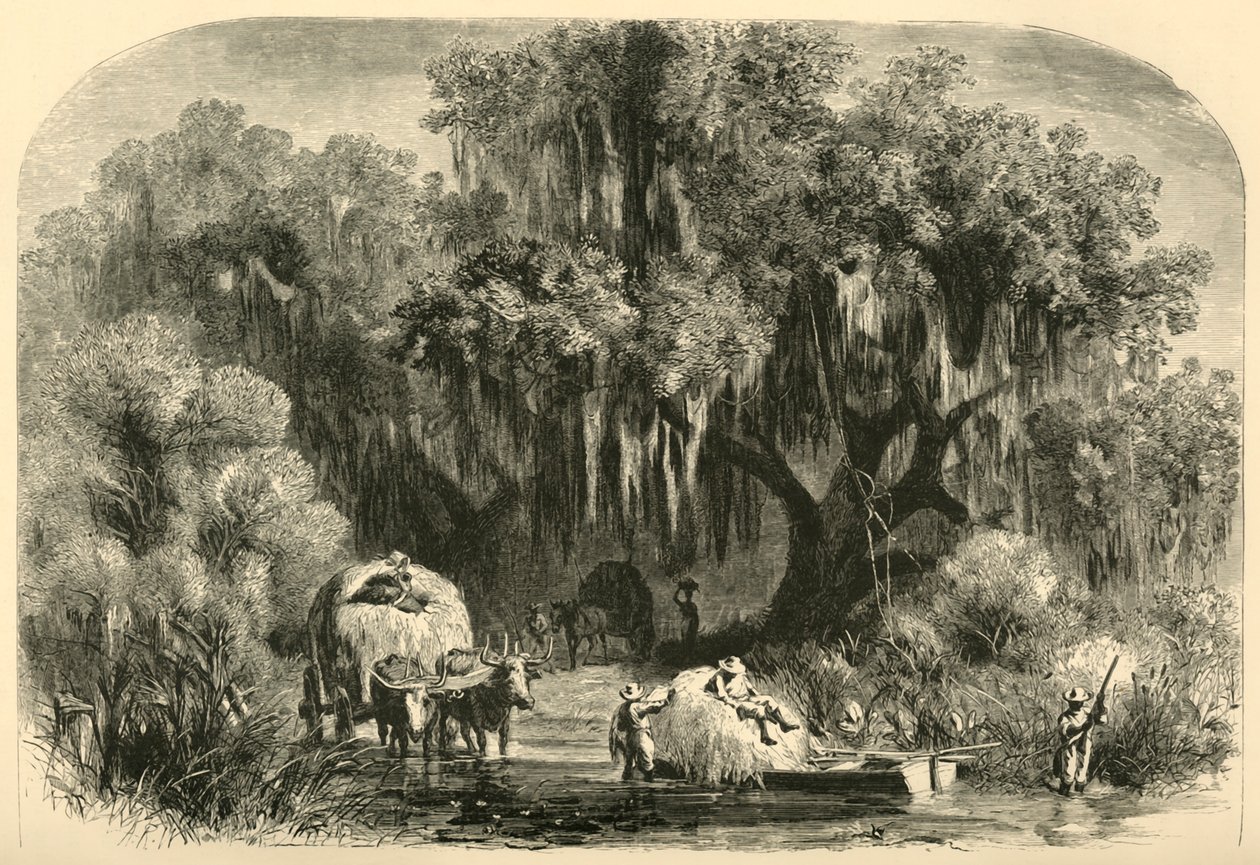 „Zbieracze mchów”, 1872. autorstwa Alfred Rudolph Waud