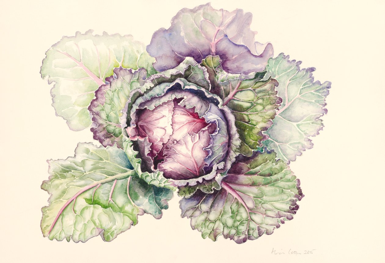 Kapusta z targu, 2015, akwarela autorstwa Alison Cooper