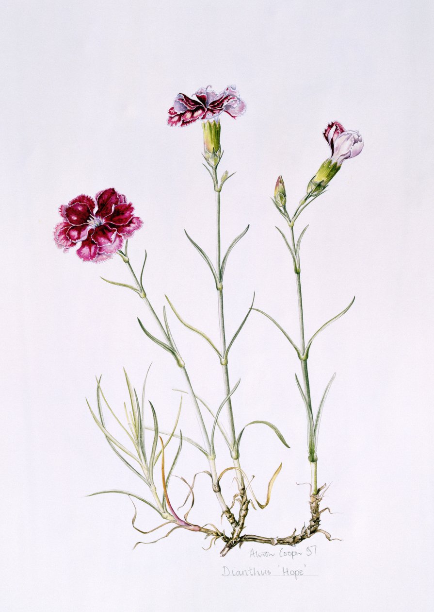 Dianthus Hope, 1997 (wc na papierze) autorstwa Alison Cooper
