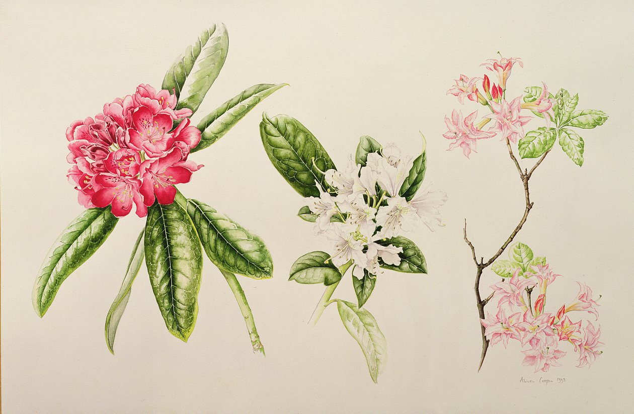 Rododendron, 1998 autorstwa Alison Cooper