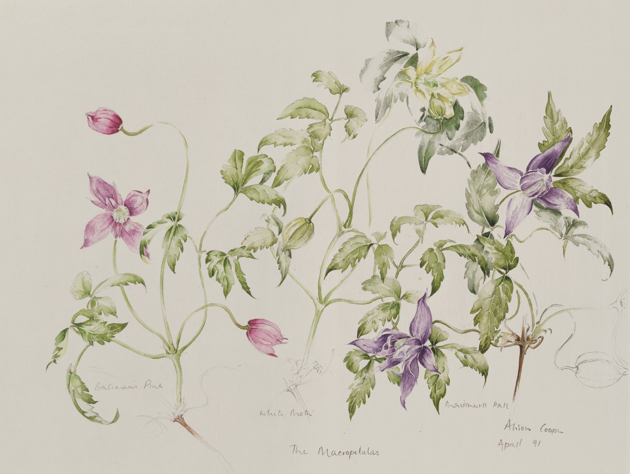 Makropetala (qc) autorstwa Alison Cooper