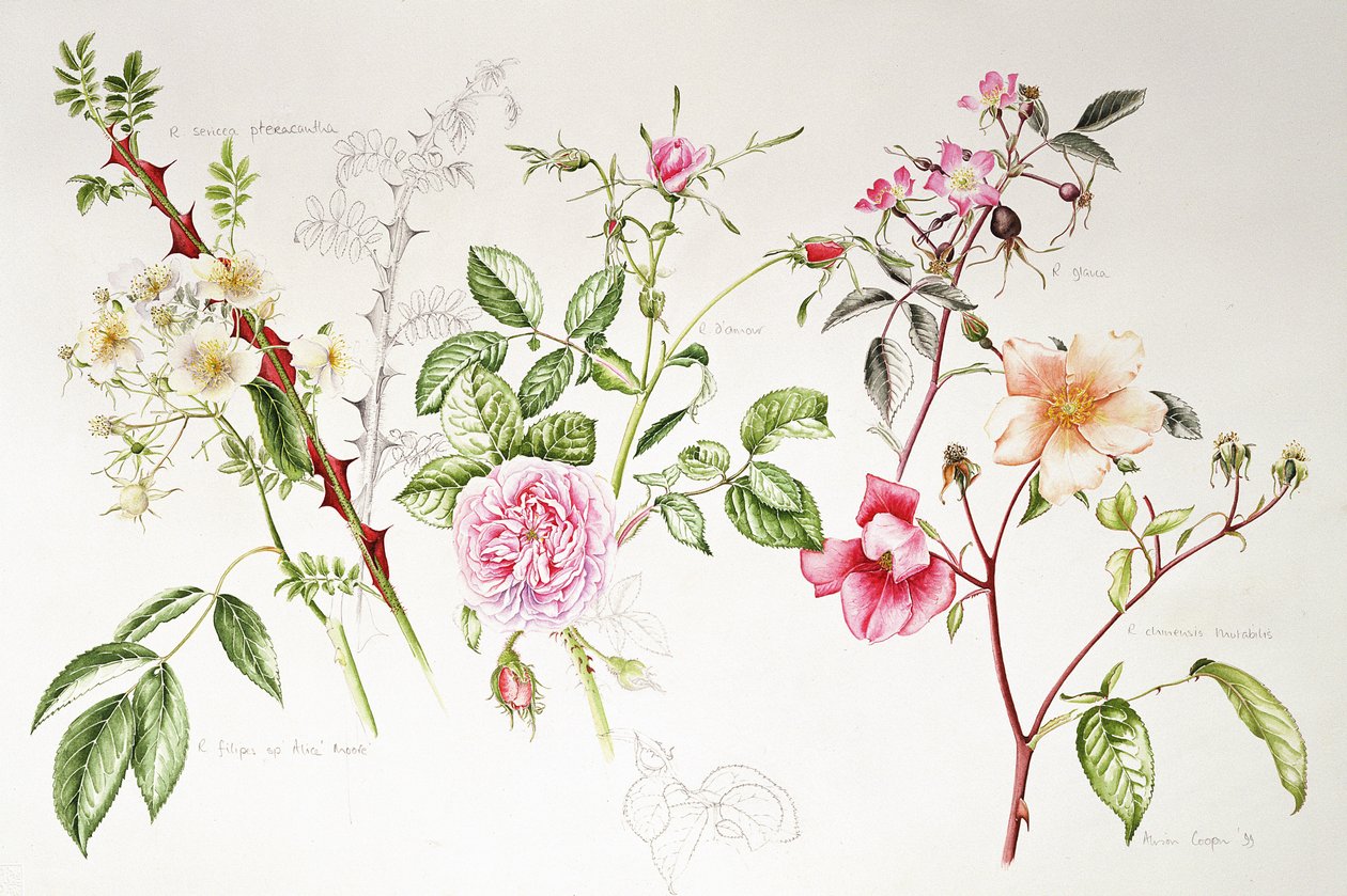 Różne róże, 1999 autorstwa Alison Cooper
