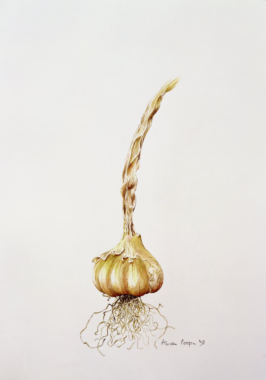 czosnek, 1998 autorstwa Alison Cooper