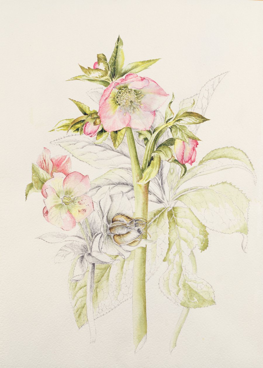 Ciemierzycy autorstwa Alison Cooper