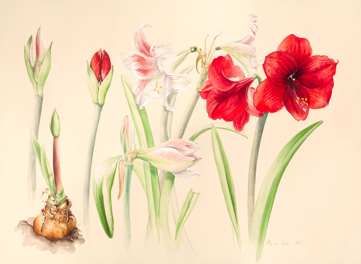 Hippeastrum w styczniu 2016, akwarela autorstwa Alison Cooper