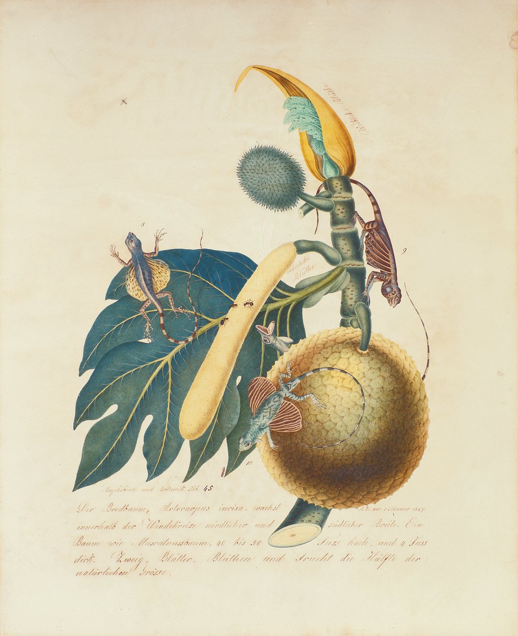 Der Broadbaum..., 1847 (wc na papierze) autorstwa Aloys Zötl