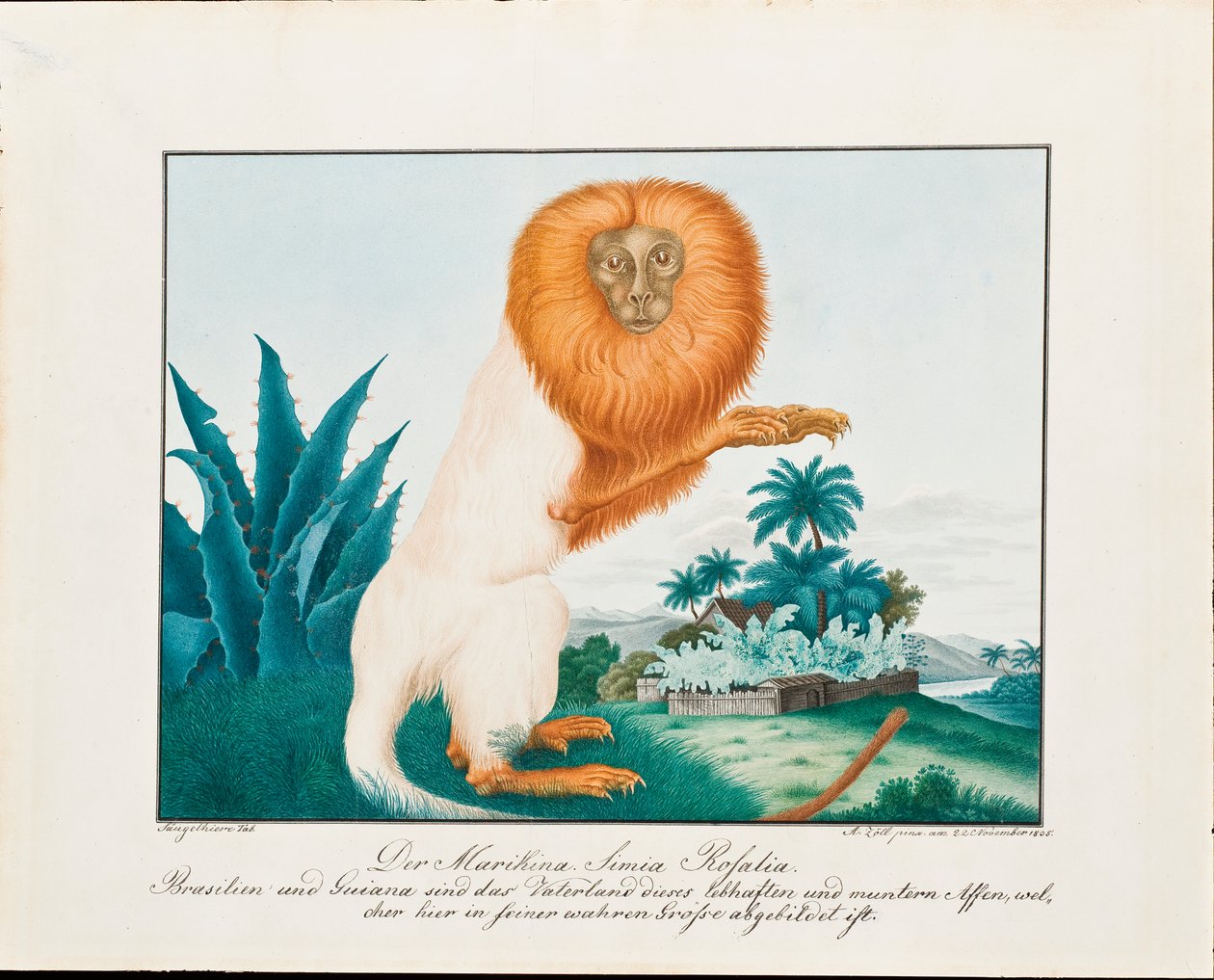 Biała Saki, 1835 autorstwa Aloys Zötl