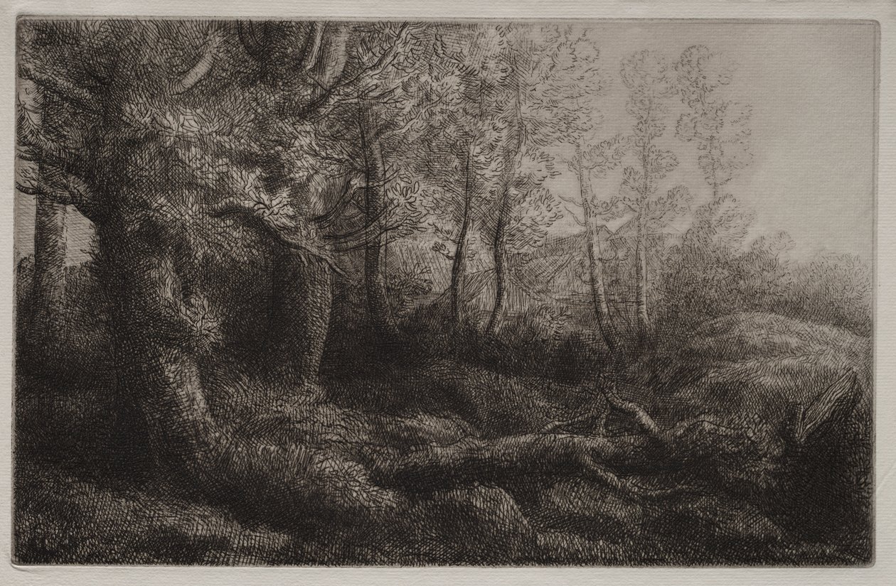 Studium leśne autorstwa Alphonse Legros