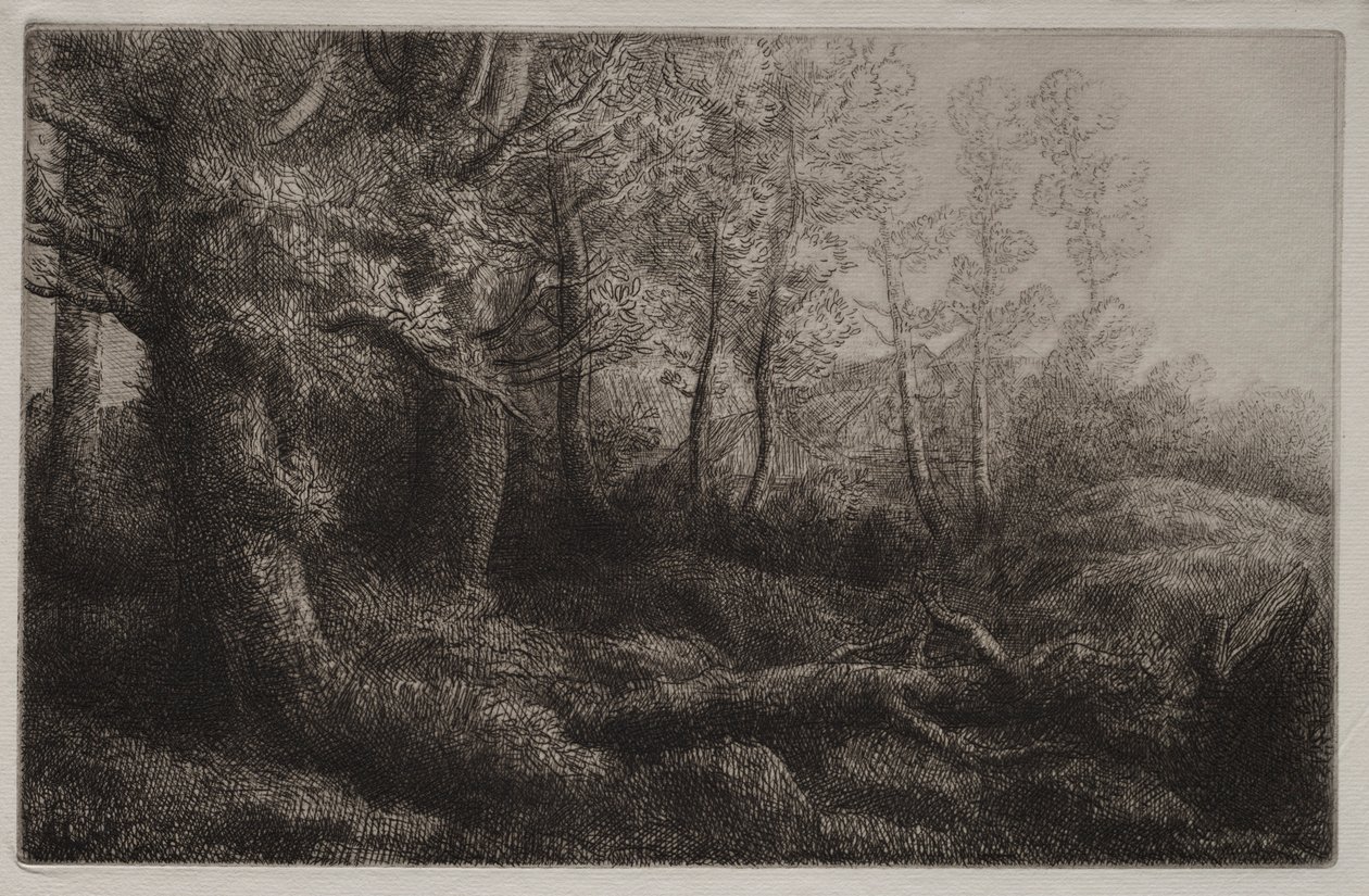 Studium leśne. autorstwa Alphonse Legros