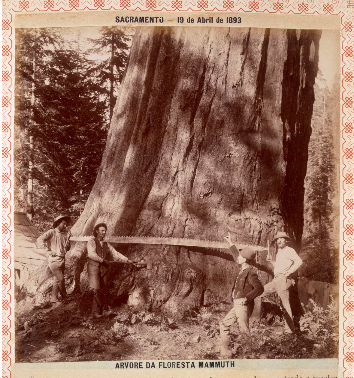Drwale o krok od upadku Giant Redwood z piłą ciągnącą, Sacramento, Kalifornia, 1893 (odbitka albumu) autorstwa American Photographer