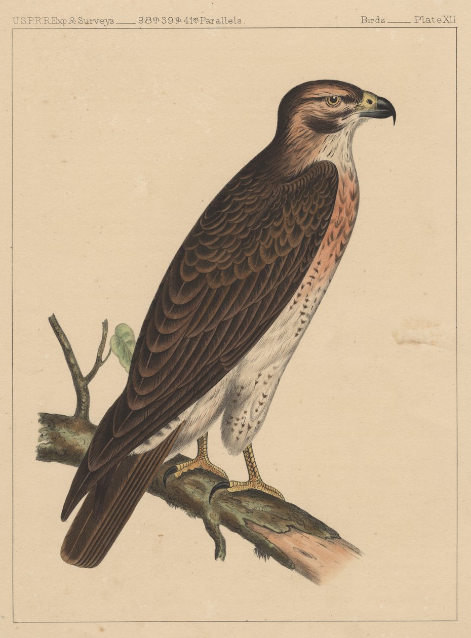 Ptaki, plansza XII, 1855 autorstwa American School