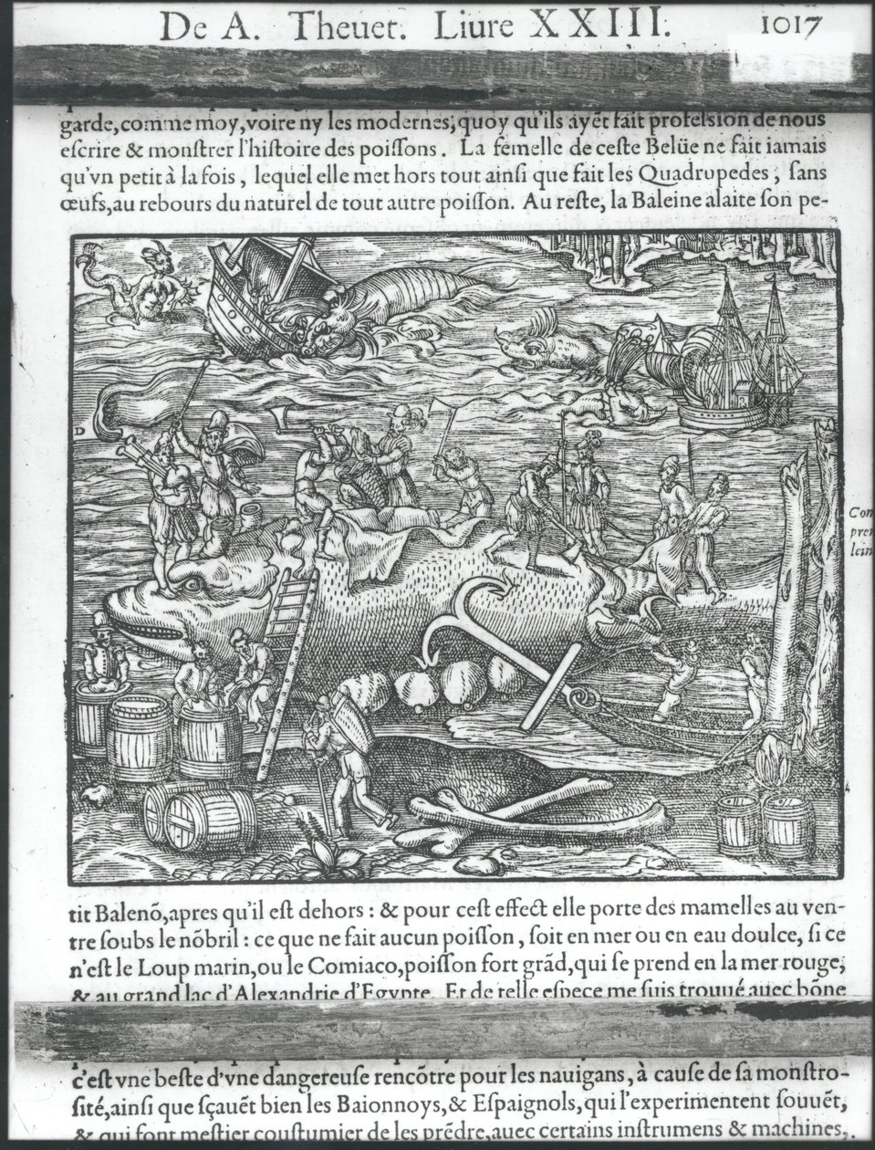 Łączenie wieloryba z „Cosmographie universelle” Andre Theveta, 1575 autorstwa Andre Thevet