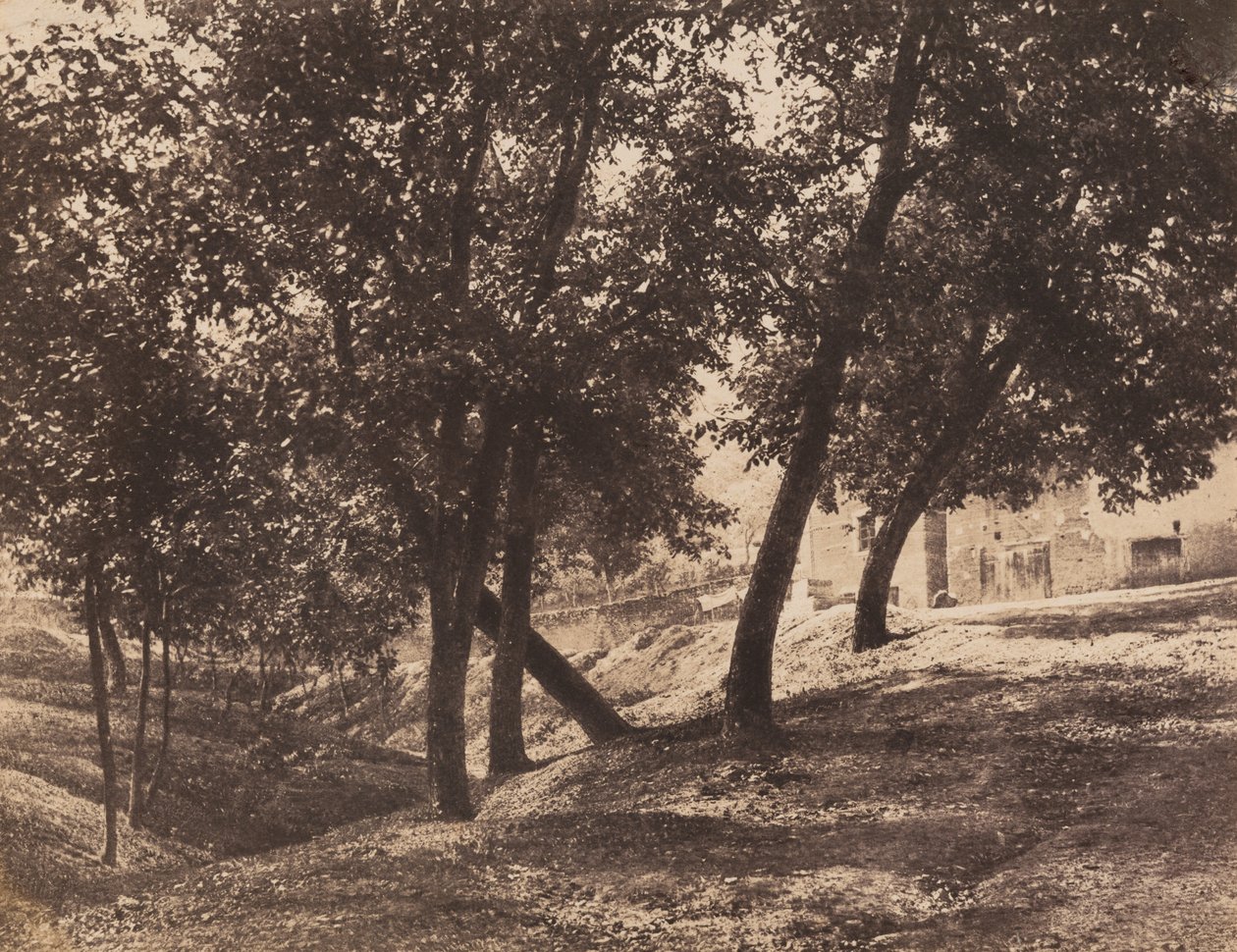 Drzewa, ok. 1855 (zdjęcie) autorstwa André Giroux