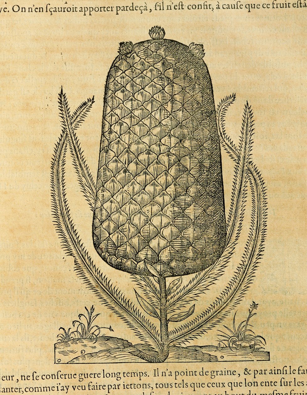 Ananas (ananas comosus), grawer Andre Thevet autorstwa Andre Thevet